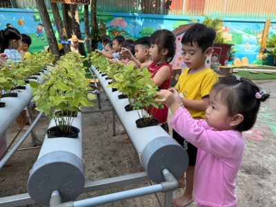 Quan sát cây đậu xanh cùng bé yêu